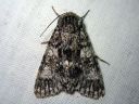 Acronicta_megacephala_haapayokkonen_IMG_9192.jpg