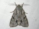 Acronicta_psi_nuoliyokkonen_IMG_2043.jpg