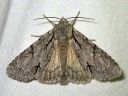 Acronicta_psi_nuoliyokkonen_IMG_4613.jpg