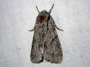 Acronicta_psi_nuoliyokkonen_IMG_4653.jpg