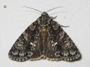 Acronicta_rumicis_pilkkuiltayokkonen_IMG_4336.jpg