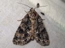 Acronicta_rumicis_pilkkuiltayokkonen_IMG_5863.jpg