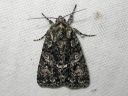 Acronicta_rumicis_pilkkuiltayokkonen_IMG_6856.jpg