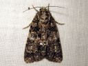 Acronicta_rumicis_pilkkuiltayokkonen_IMG_9114.jpg