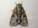 Acronicta_strigosa_tuomiyokkonen_IMG_0336.jpg