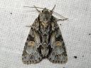 Tiedostonimi=Acronicta_strigosa_tuomiyokkonen_IMG_0339.jpg
Tiedostokoko=96kt
Koko=600x450
Lisätty=25.03.2011 Acronicta_strigosa_tuomiyokkonen_IMG_0339.jpg
