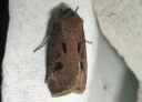 Agrotis_exclamationis_huutomerkkiyokkonen_IMG_0152.jpg