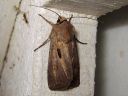 Agrotis_exclamationis_huutomerkkiyokkonen_IMG_1289.jpg