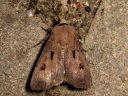 Agrotis_exclamationis_huutomerkkiyokkonen_IMG_5823.jpg