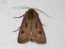 Tiedostonimi=Agrotis_exclamationis_huutomerkkiyokkonen_IMG_8588.jpg
Tiedostokoko=58kt
Koko=600x450
Lisätty=25.03.2011 Agrotis_exclamationis_huutomerkkiyokkonen_IMG_8588.jpg