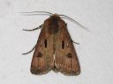 Agrotis_exclamationis_huutomerkkiyokkonen_IMG_8588.jpg