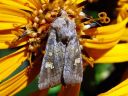 Amphipoea_fucosa_kalvassekoyokkonen_IMG_0357.jpg