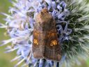 Amphipoea_oculea_kaunosekoyokkonen_IMG_7302.jpg