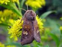 Amphipoea_oculea_kaunosekoyokkonen_IMG_7305.jpg