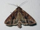 Apamea_monoglypha_isolahoyokkonen_IMG_0733.jpg