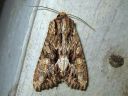 Apamea_monoglypha_isolahoyokkonen_IMG_0896.jpg