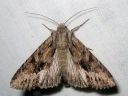 Apamea_monoglypha_isolahoyokkonen_IMG_5820.jpg