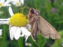 Apamea_monoglypha_isolahoyokkonen_IMG_7035.jpg