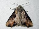 Tiedostonimi=Apamea_ophiogramma_rantajuuriyokkonen_IMG_3503.jpg
Tiedostokoko=80kt
Koko=600x450
Lisätty=25.03.2011 Apamea_ophiogramma_rantajuuriyokkonen_IMG_3503.jpg