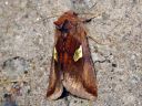 Autographa_bractea_laikkupronssiyokkonen_IMG_2035.jpg