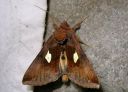 Autographa_bractea_laikkupronssiyokkonen_IMG_2156.jpg