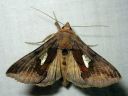 Autographa_bractea_laikkupronssiyokkonen_IMG_4920.jpg