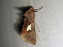 Autographa_bractea_laikkupronssiyokkonen_IMG_4927.jpg