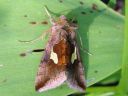 Autographa_bractea_laikkupronssiyokkonen_IMG_7110.jpg