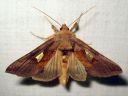 Autographa_bractea_laikkupronssiyokkonen_IMG_7199.jpg