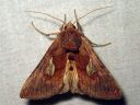 Autographa_bractea_laikkupronssiyokkonen_IMG_8147.jpg