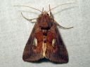 Autographa_bractea_laikkupronssiyokkonen_IMG_8149.jpg