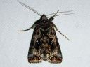 Autographa_buraetica_loimuvaskiyokkonen_IMG_9067.jpg