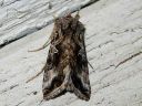 Autographa_buraetica_loimuvaskiyokkonen_IMG_9116.jpg