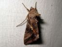 Autographa_gamma_gammayokkonen_IMG_0094.jpg