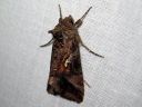 Autographa_gamma_gammayokkonen_IMG_0095.jpg