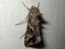 Autographa_gamma_gammayokkonen_IMG_0433.jpg