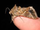 Autographa_gamma_gammayokkonen_IMG_2414.jpg