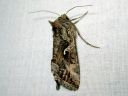 Autographa_gamma_gammayokkonen_IMG_3464.jpg