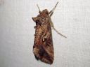 Autographa_gamma_gammayokkonen_IMG_3698.jpg