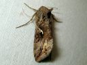 Autographa_gamma_gammayokkonen_IMG_4214.jpg