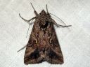 Autographa_gamma_gammayokkonen_IMG_4535.jpg