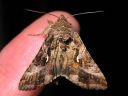 Autographa_gamma_gammayokkonen_IMG_4915.jpg