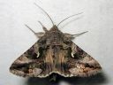 Autographa_gamma_gammayokkonen_IMG_4917.jpg