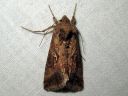 Autographa_gamma_gammayokkonen_IMG_5851.jpg