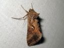 Autographa_gamma_gammayokkonen_IMG_5852.jpg