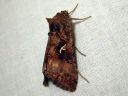 Autographa_gamma_gammayokkonen_IMG_5889.jpg