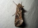 Autographa_gamma_gammayokkonen_IMG_6820.jpg