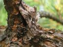 Autographa_gamma_gammayokkonen_IMG_7395.jpg