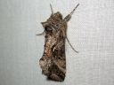 Autographa_gamma_gammayokkonen_IMG_7667.jpg