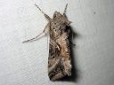 Autographa_gamma_gammayokkonen_IMG_7670.jpg